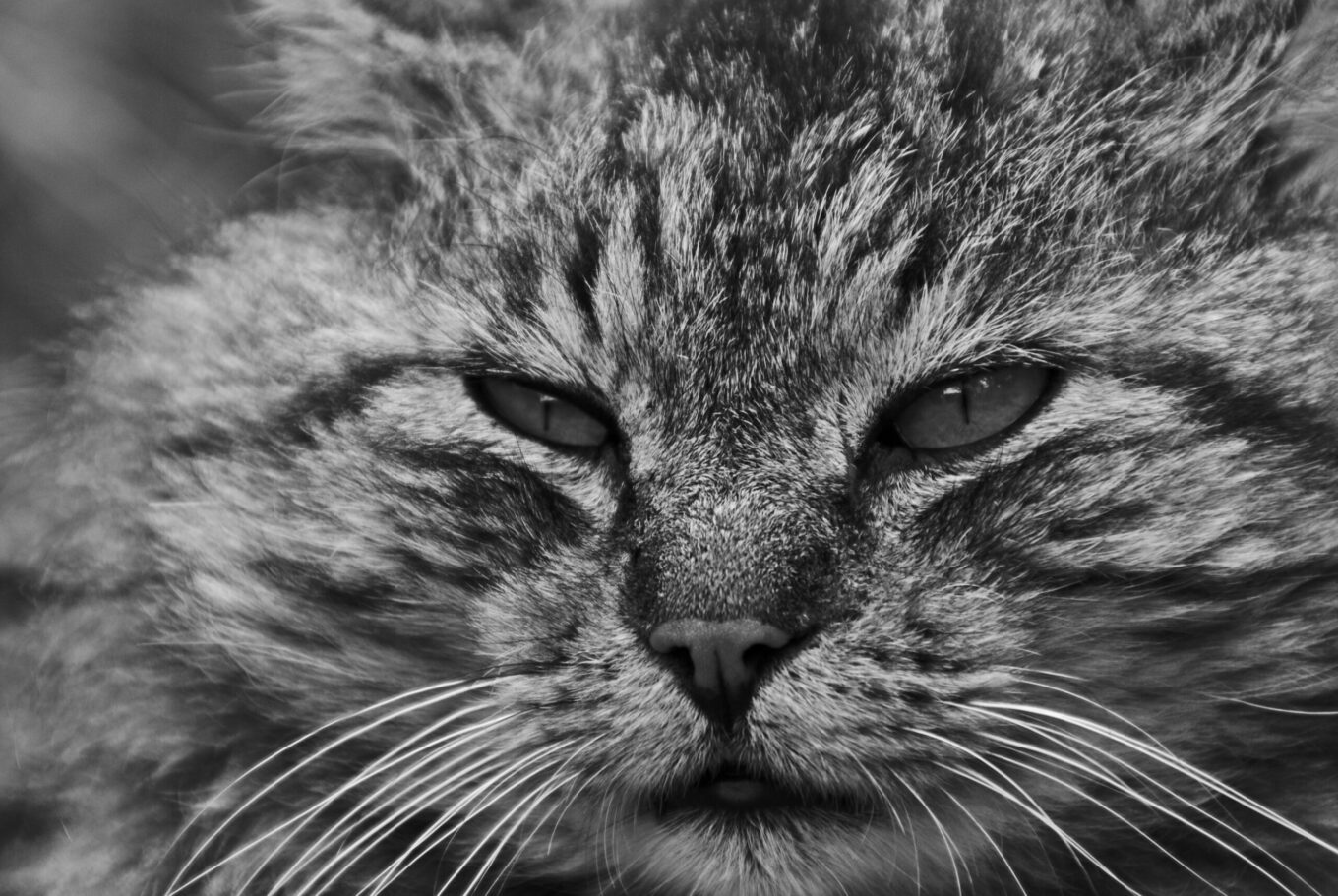 La tierce et le chat