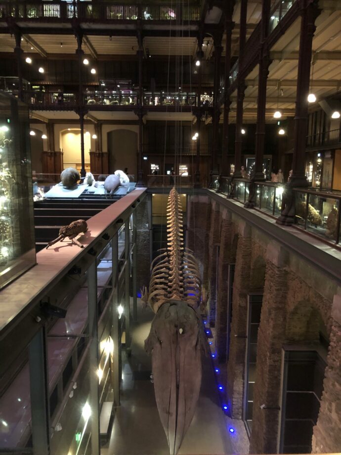 museum d'histoire naturelle