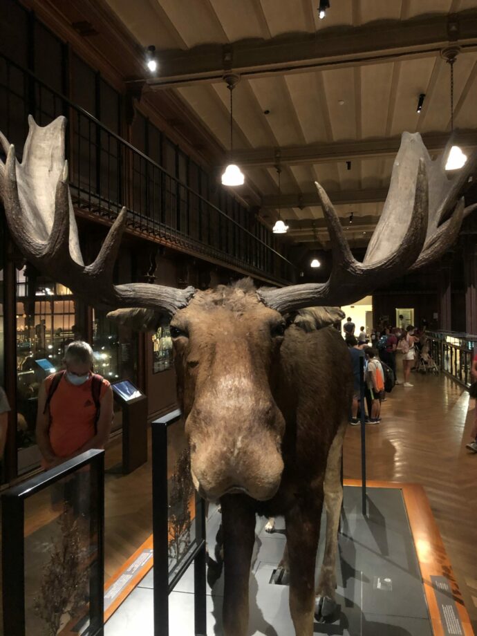 museum d'histoire naturelle