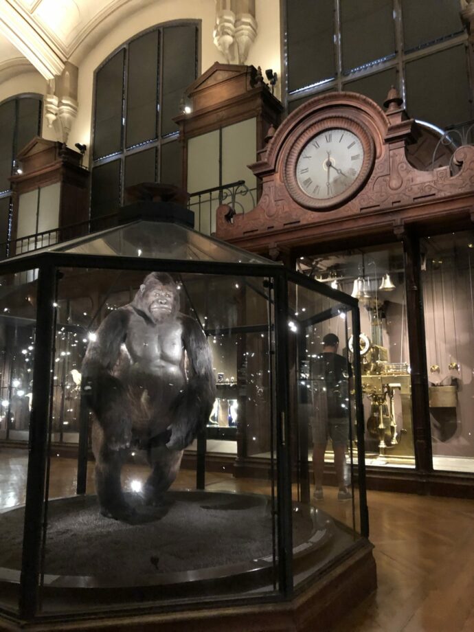 museum d'histoire naturelle