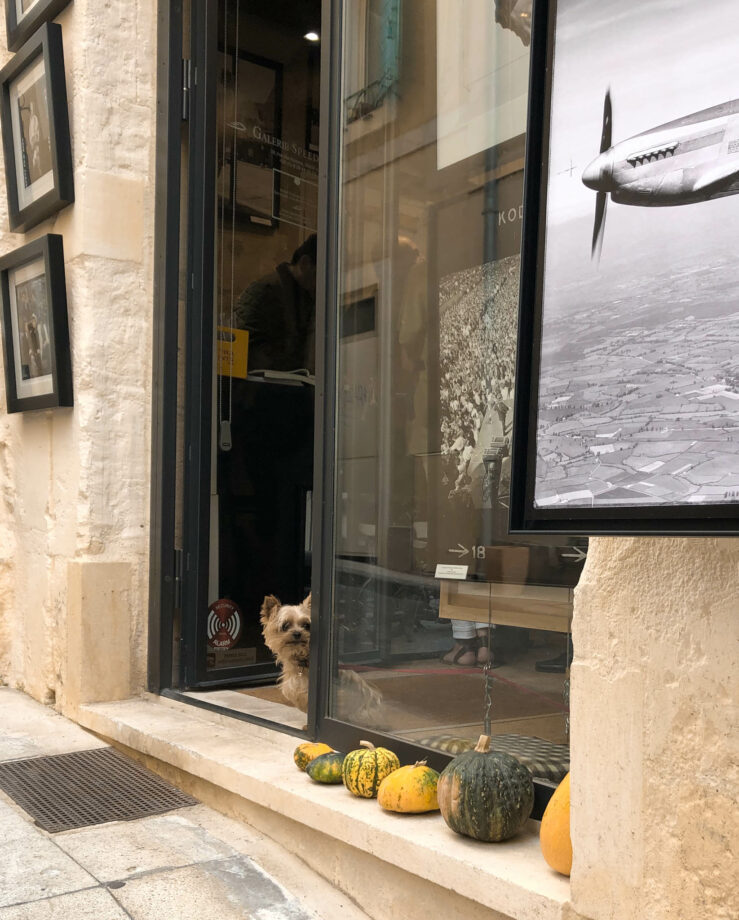 petit chien arles boutique