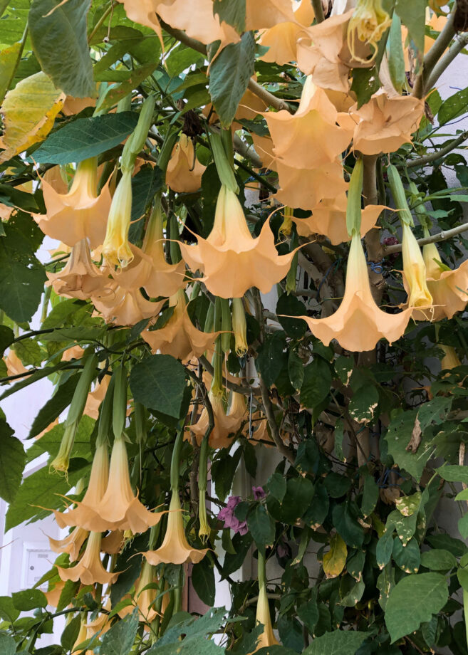 fleur orange
