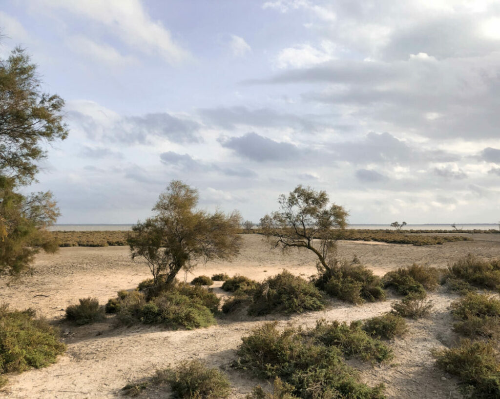 étang du vacarès train