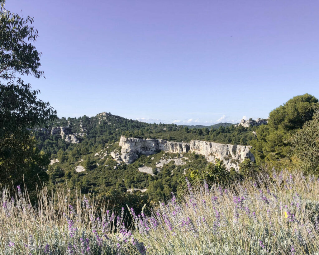 lavande