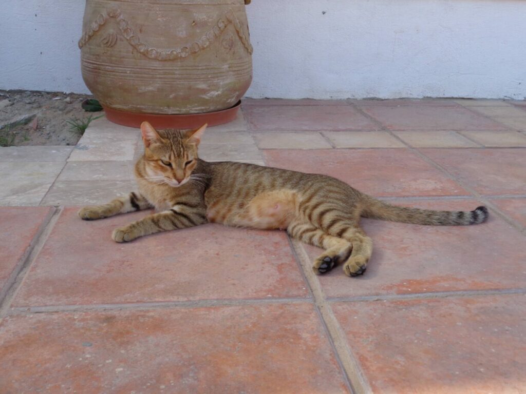 chat allongé