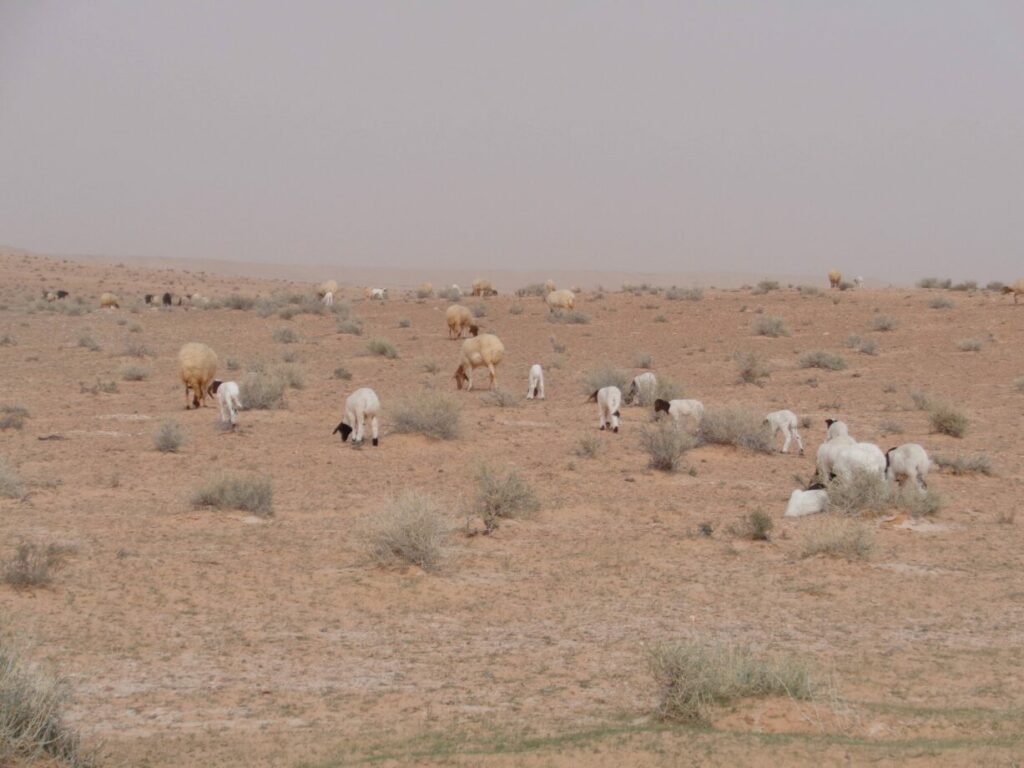 excursion dans le désert tunisien