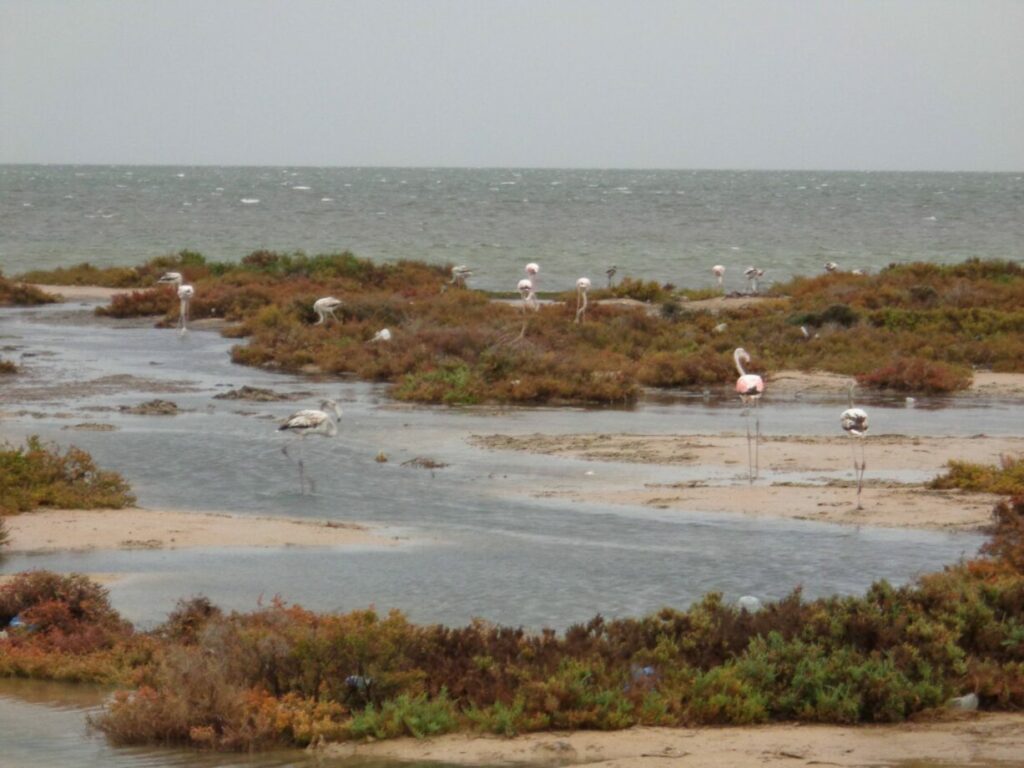 djerba flamand rose