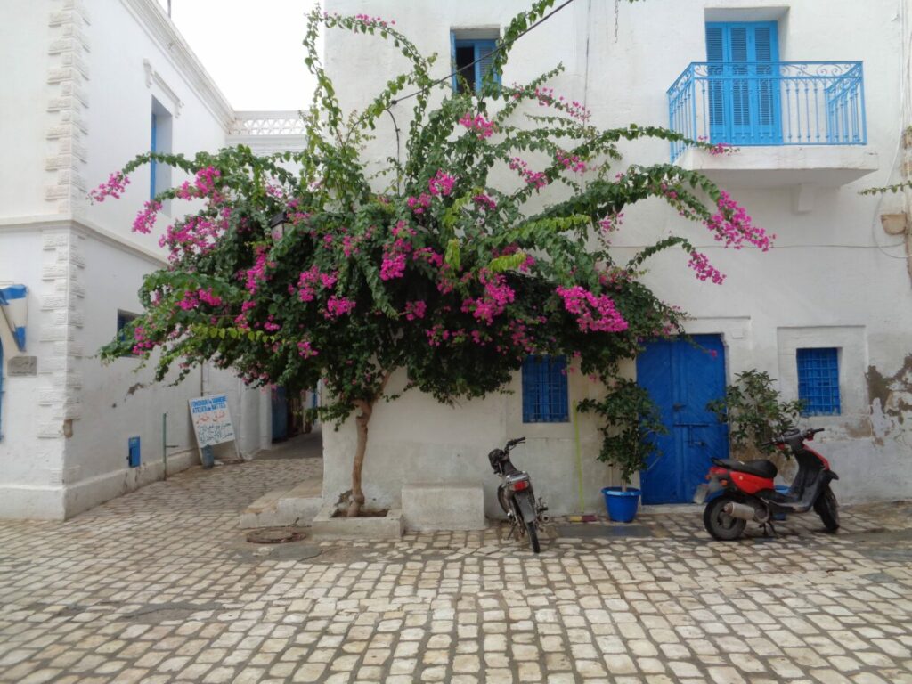 djerba bougainvillier